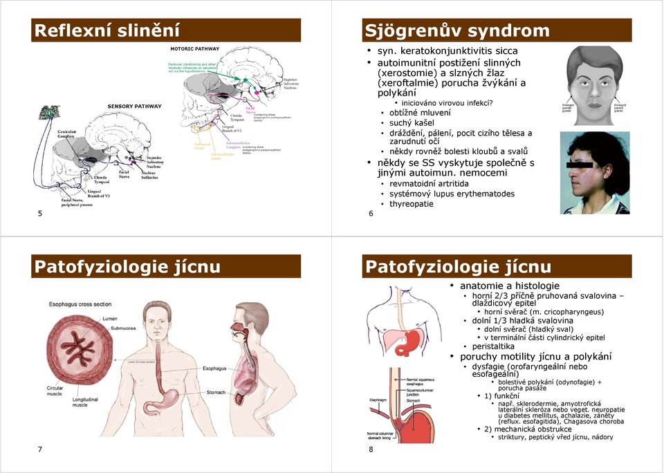 nemocemi revmatoidní artritida systémový lupus erythematodes thyreopatie 6 Patofyziologie jícnu 7 Patofyziologie jícnu anatomie a histologie 8 horní 2/3 příčně pruhovaná svalovina dlaždicový epitel