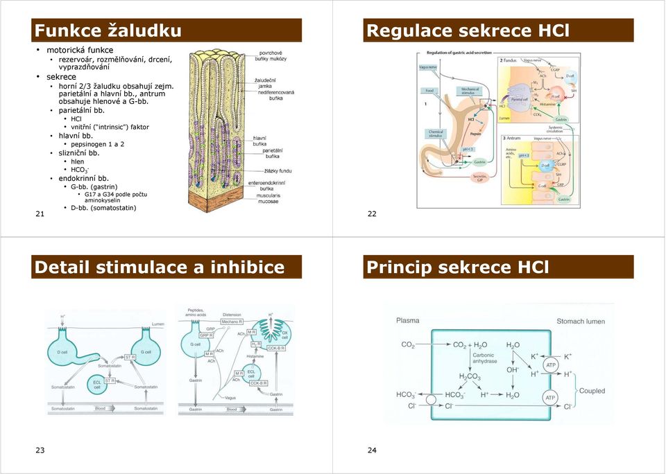 HCl vnitřní ( intrinsic ) faktor hlavní bb. pepsinogen 1 a 2 slizniční bb. hlen HCO - 3 endokrinní bb. G-bb.