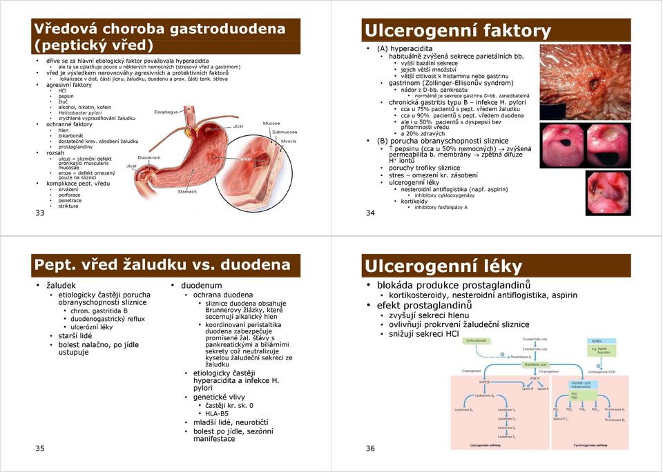 střeva agresivní faktory HCl pepsin žluč alkohol, nikotin, kofein Helicobacter pylori zrychlené vyprazdňování žaludku ochranné faktory hlen bikarbonát dostatečné krev.