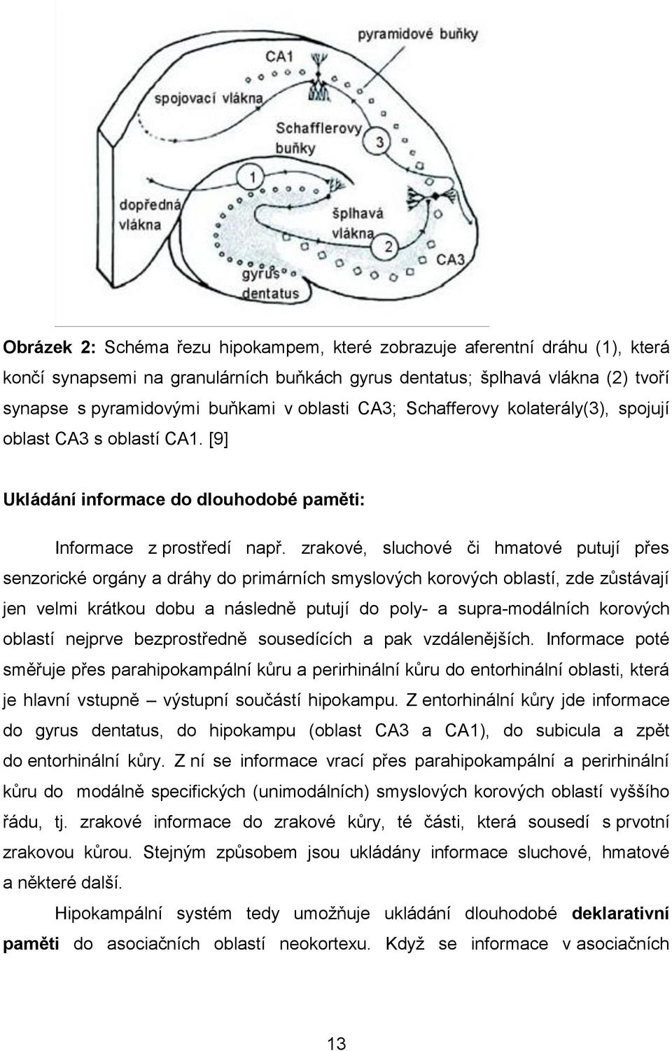 zrakové, sluchové či hmatové putují přes senzorické orgány a dráhy do primárních smyslových korových oblastí, zde zůstávají jen velmi krátkou dobu a následně putují do poly- a supra-modálních