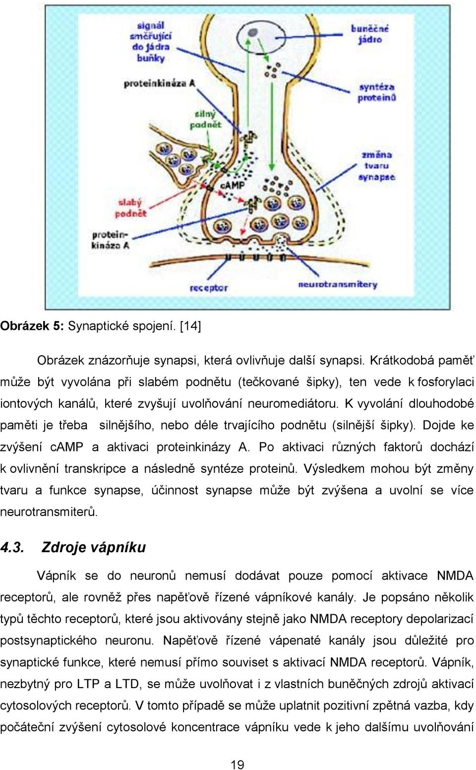 K vyvolání dlouhodobé paměti je třeba silnějšího, nebo déle trvajícího podnětu (silnější šipky). Dojde ke zvýšení camp a aktivaci proteinkinázy A.