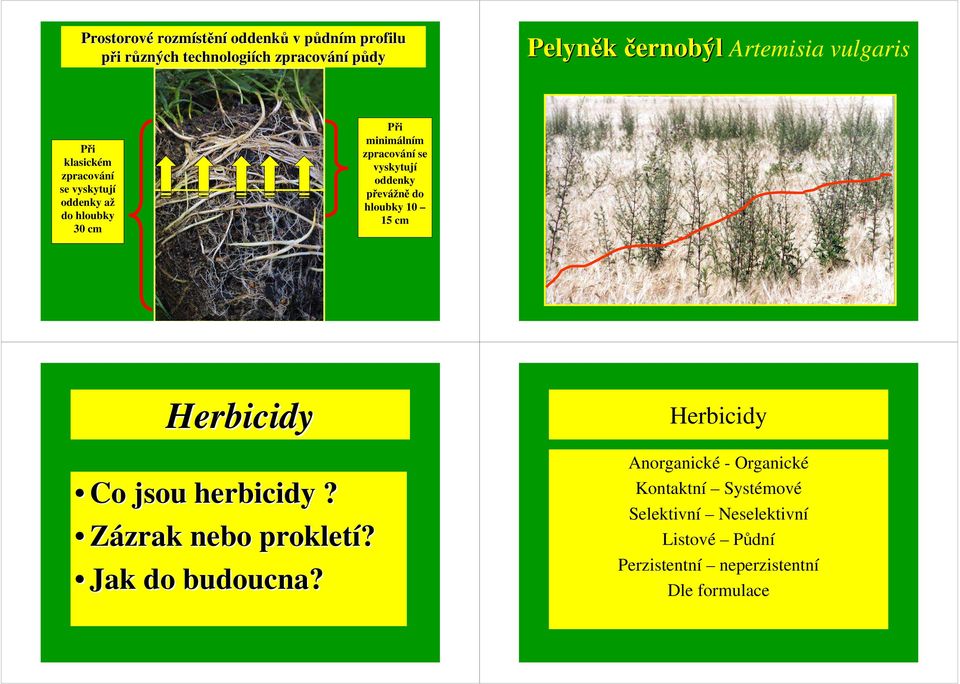 vyskytují oddenky převážně do hloubky 1 15 cm Herbicidy Co jsou herbicidy? Zázrak nebo prokletí? Jak do budoucna?