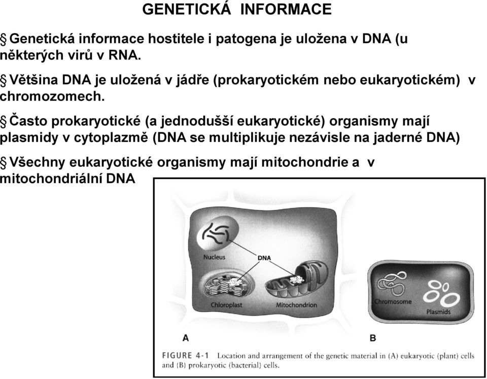 Často prokaryotické (a jednodušší eukaryotické) organismy mají plasmidy v cytoplazmě (DNA se