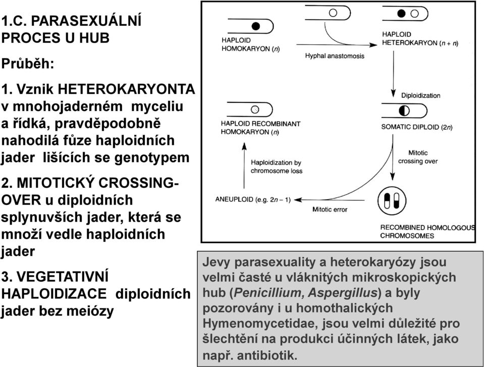 MITOTICKÝ CROSSING- OVER u diploidních splynuvších jader, která se množí vedle haploidních jader 3.