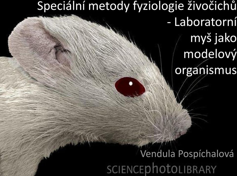 Laboratorní myš jako
