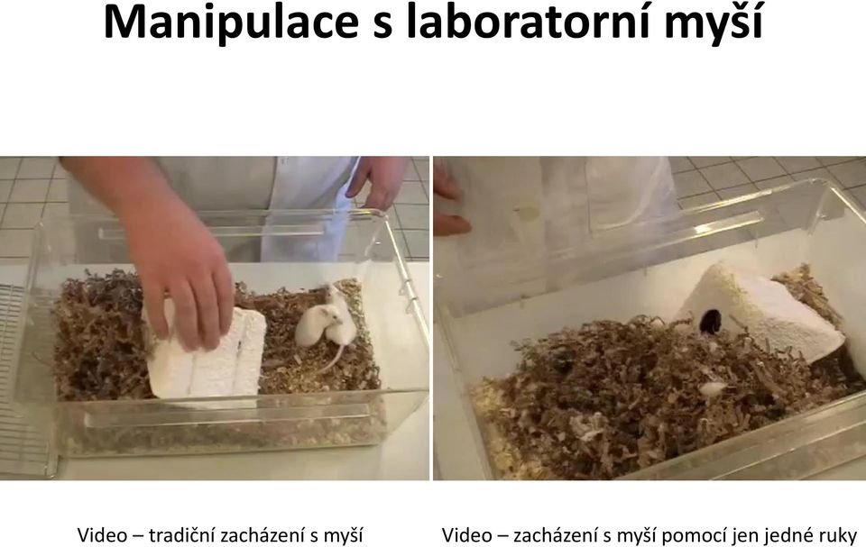 zacházení s myší Video