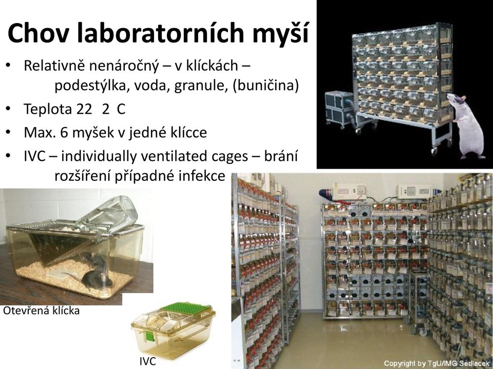 Max. 6 myšek v jedné klícce IVC individually ventilated