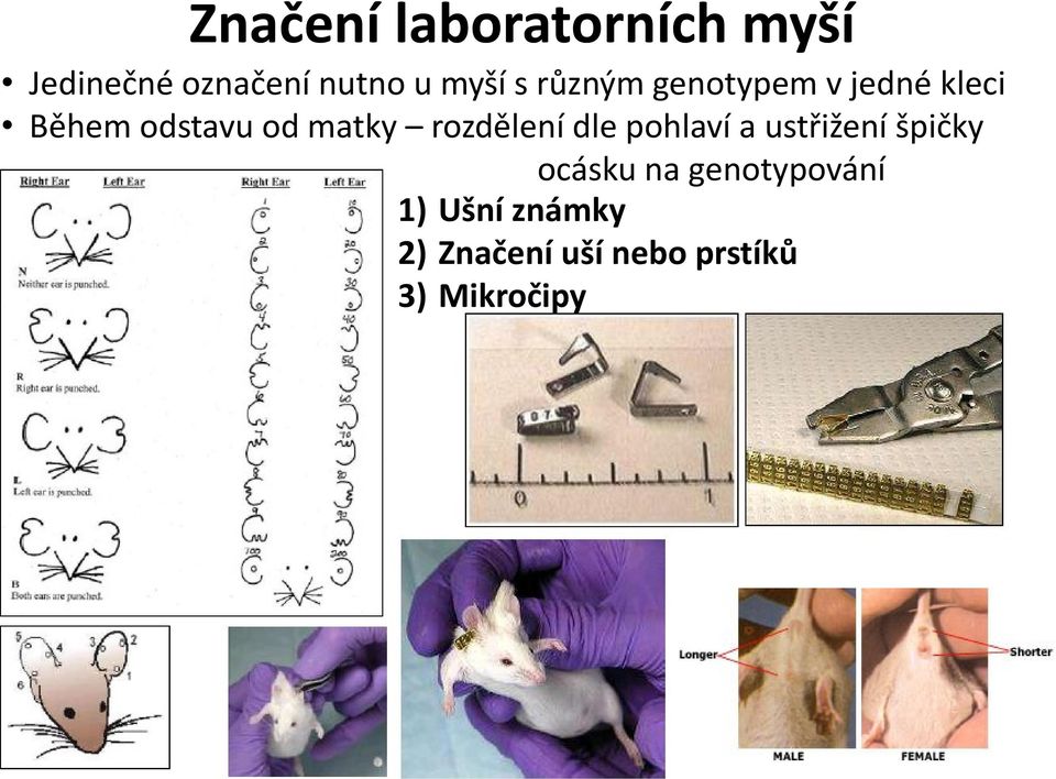 rozdělení dle pohlaví a ustřižení špičky ocásku na