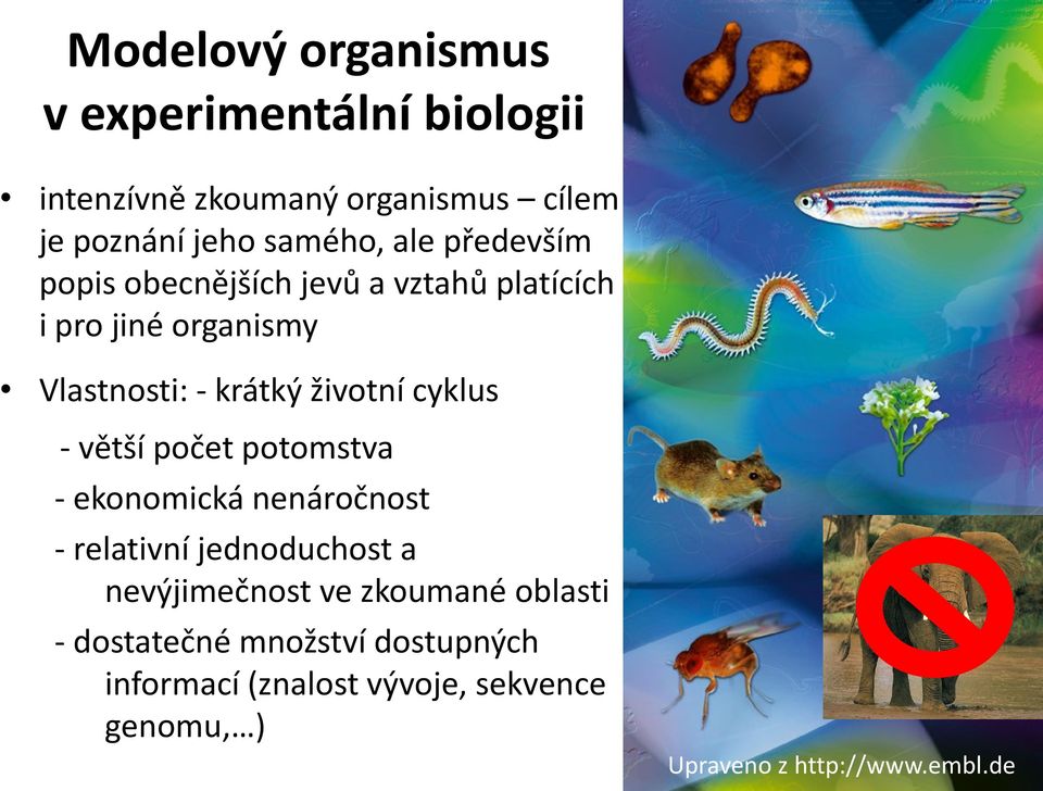 cyklus - větší počet potomstva - ekonomická nenáročnost - relativní jednoduchost a nevýjimečnost ve zkoumané
