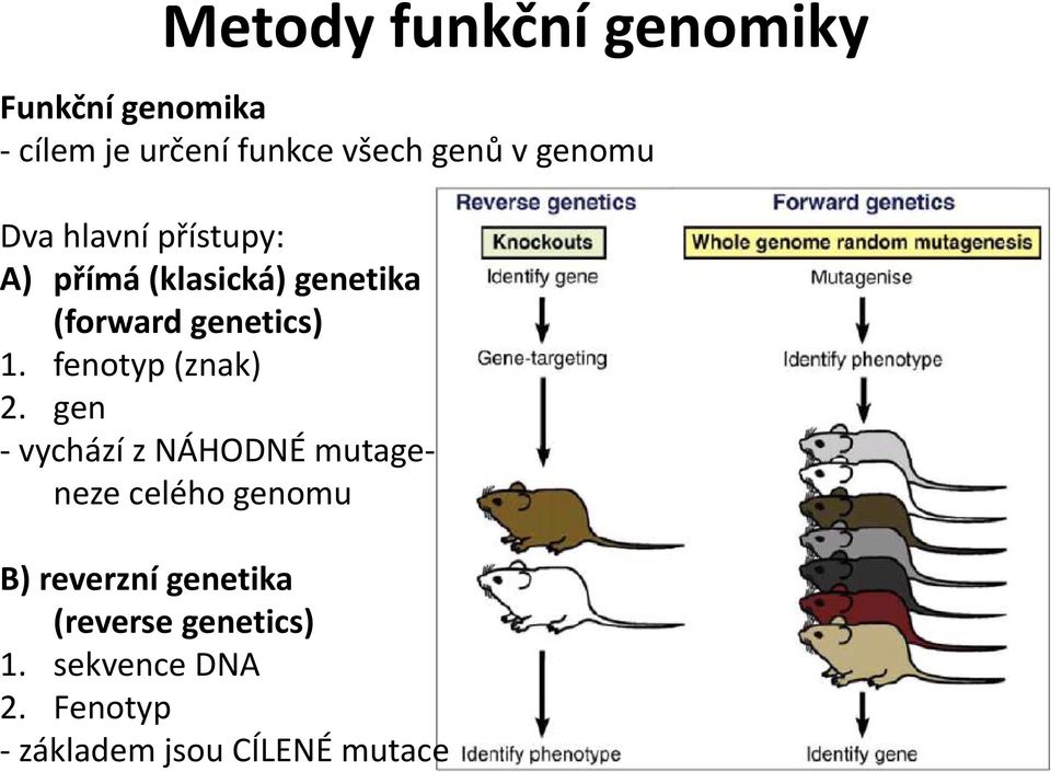 cílem je určení funkce všech genů v genomu Dva hlavní přístupy: A) přímá
