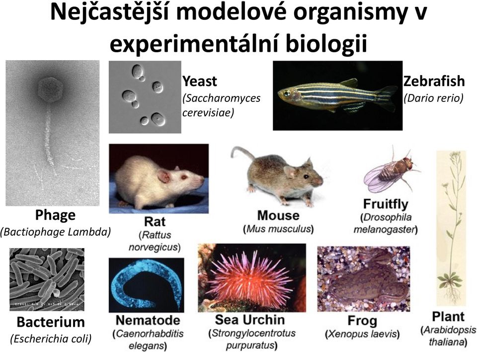 (Saccharomyces cerevisiae) Zebrafish