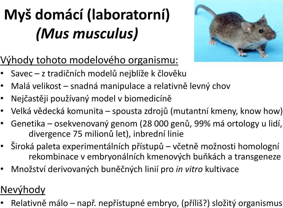 genů, 99% má ortology u lidí, divergence 75 milionů let), inbrední linie Široká paleta experimentálních přístupů včetně možnosti homologní rekombinace v
