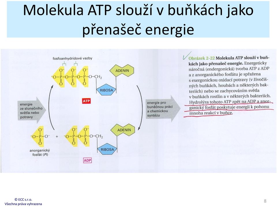 buňkách jako