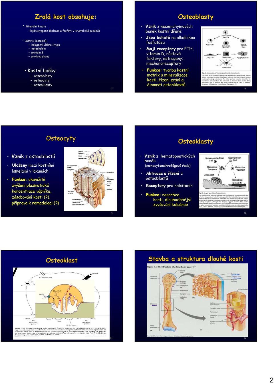 osteoklasty 7 Funkce: tvorba kostní matrix a mineralizace kosti, řízení zrání a činnosti osteoklastů 8 Osteocyty Osteoklasty Vznik z osteoblastů Uloženy mezi kostními lamelami v lakunách Funkce: