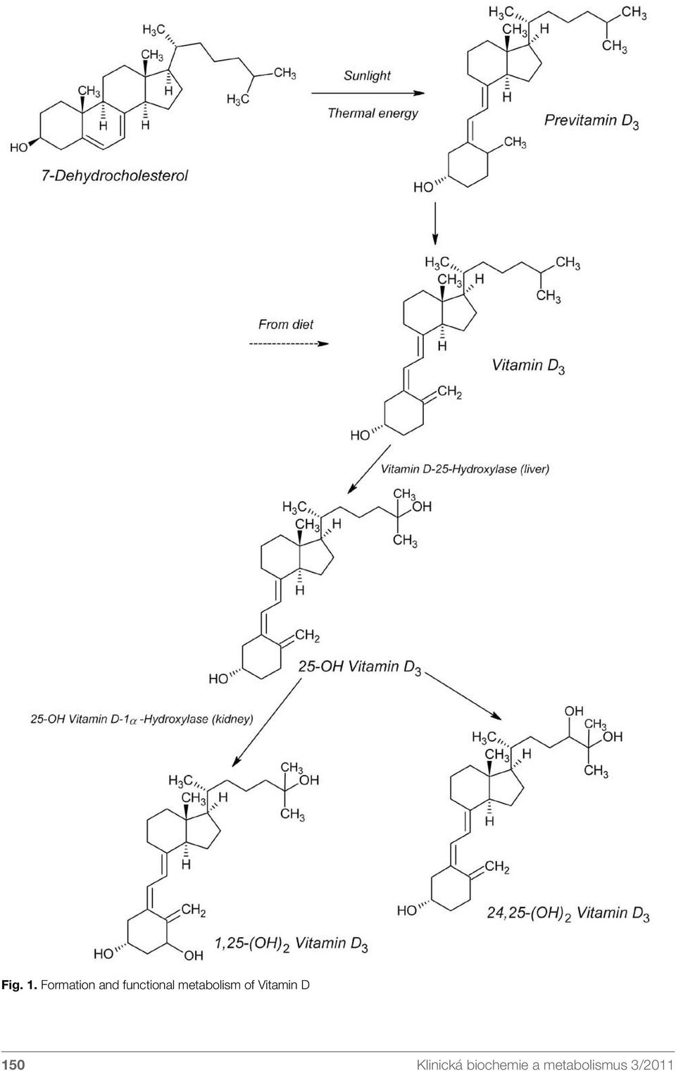 metabolism of Vitamin D
