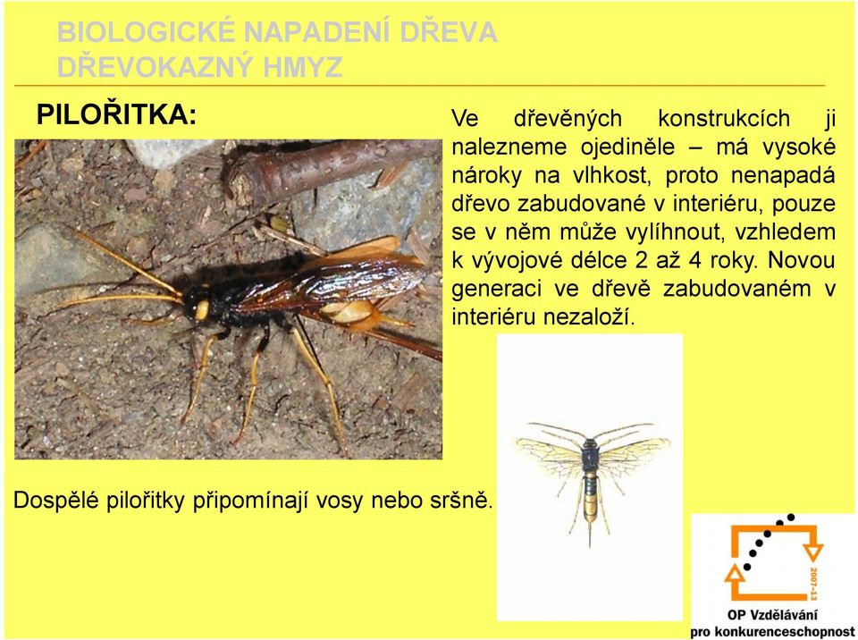 vylíhnout, vzhledem k vývojové délce 2 až 4 roky.
