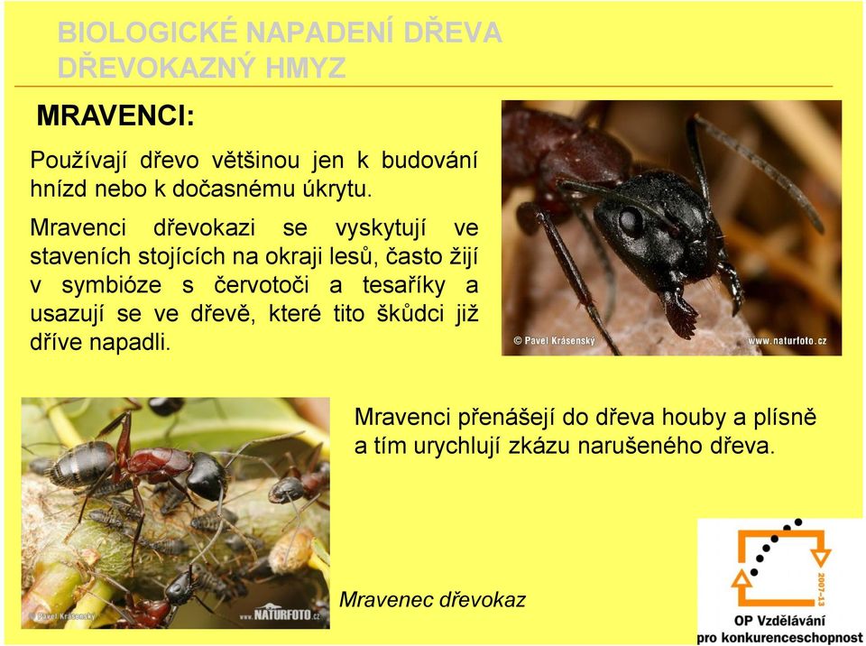 symbióze s červotoči a tesaříky a usazují se ve dřevě, které tito škůdci již dříve