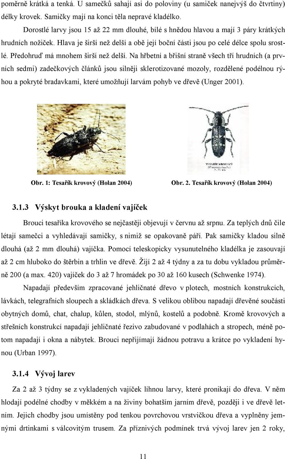 Předohruď má mnohem širší než delší.