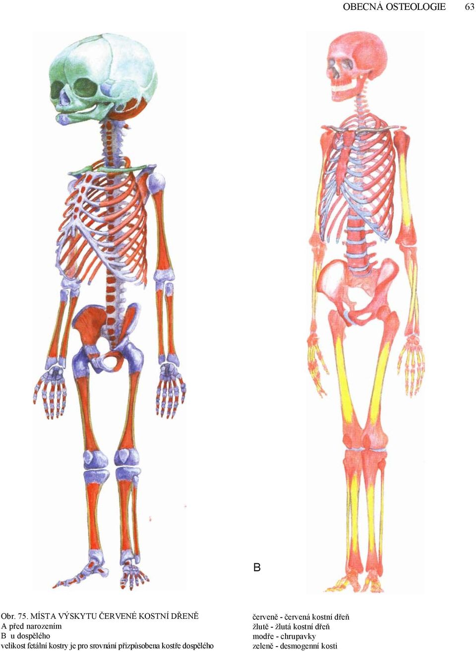 velikost fetální kostry je pro srovnání přizpůsobena kostře