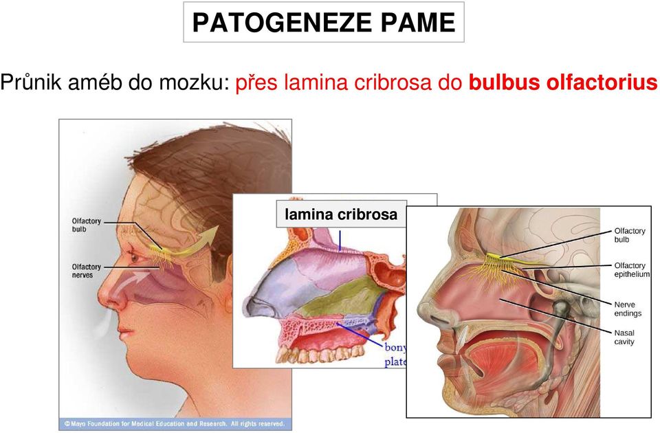 lamina cribrosa do