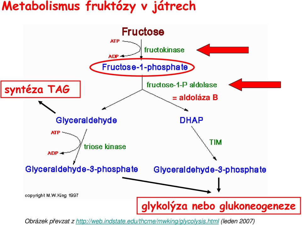 glukoneogeneze Obrázek převzat z