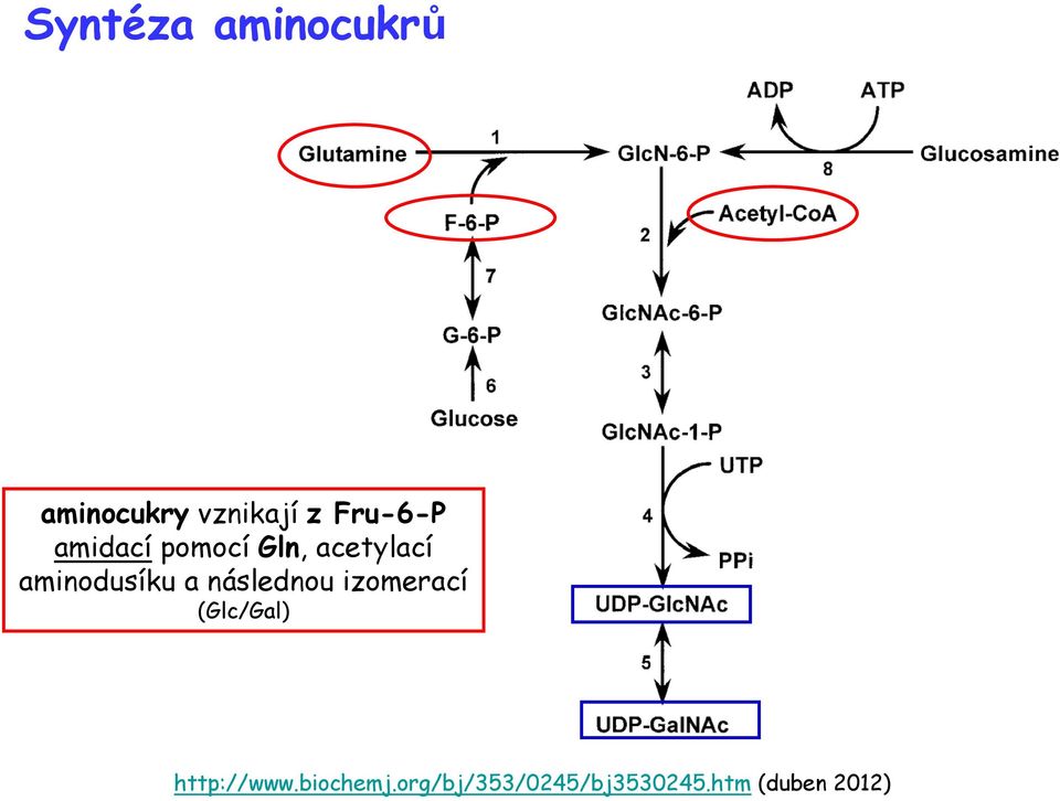 aminodusíku a následnou izomerací (Glc/Gal)