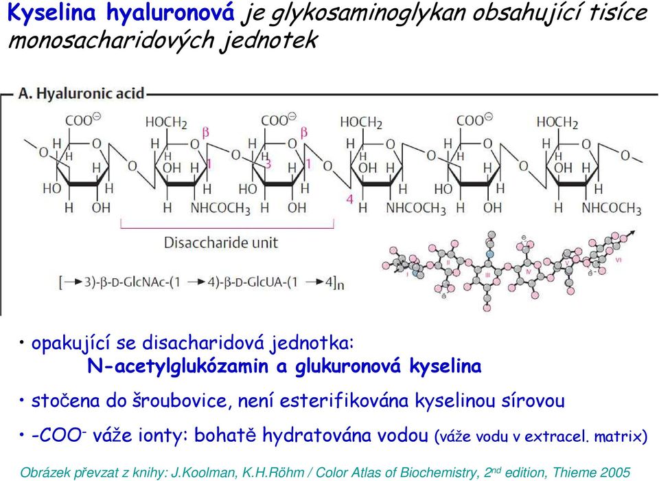 esterifikována kyselinou sírovou -COO - váže ionty: bohatě hydratována vodou (váže vodu v extracel.