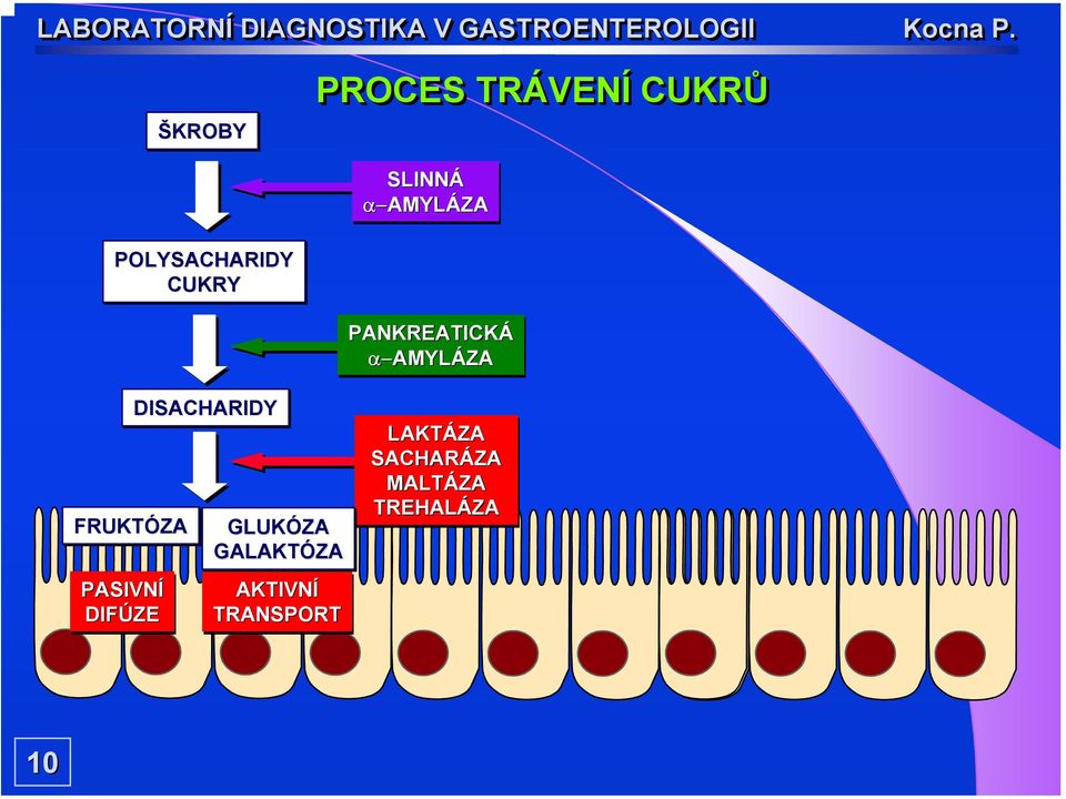 PASIVNÍ DIFÚZE DISACHARIDY FRUKTÓZA GLUKÓZA