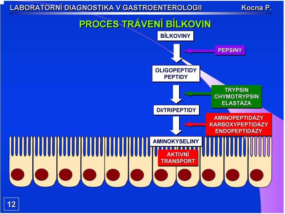 AMINOKYSELINY TRYPSIN CHYMOTRYPSIN ELASTÁZA