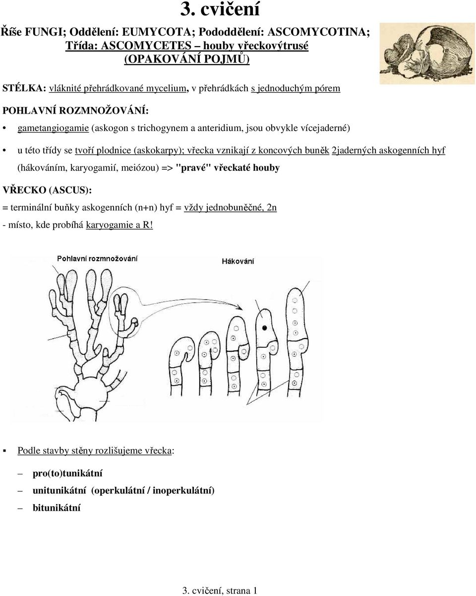 vřecka vznikají z koncových buněk 2jaderných askogenních hyf (hákováním, karyogamií, meiózou) => "pravé" vřeckaté houby VŘECKO (ASCUS): = terminální buňky askogenních (n+n) hyf =