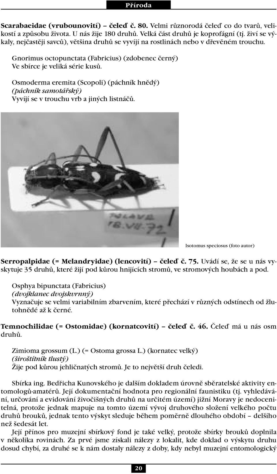 Osmoderma eremita (Scopoli) (páchník hnědý) (páchník samotářský) Vyvíjí se v trouchu vrb a jiných listnáčů. Isotomus speciosus (foto autor) Serropalpidae (= Melandryidae) (lencovití) čeleď č. 75.