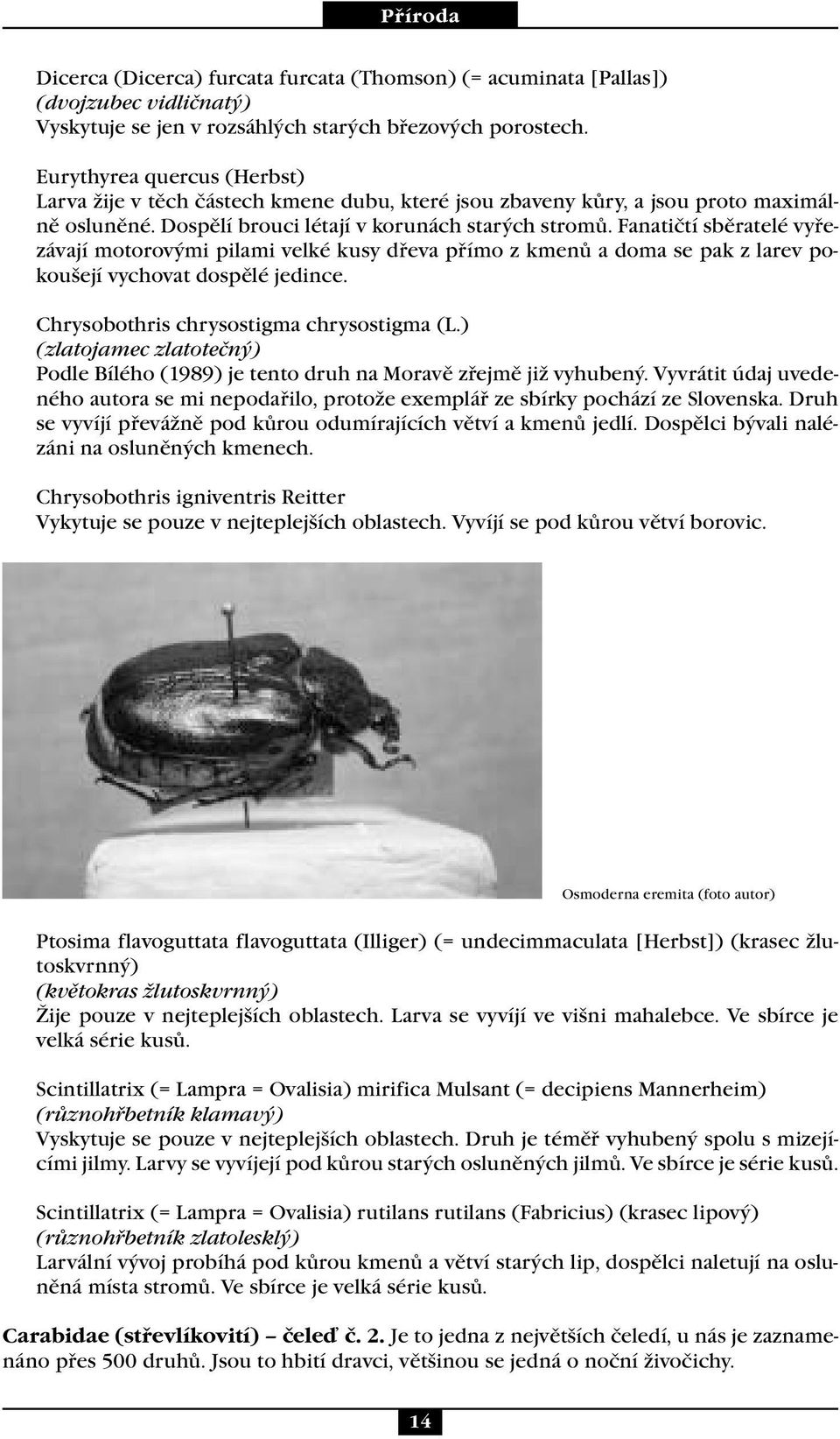 Fanatičtí sběratelé vyřezávají motorovými pilami velké kusy dřeva přímo z kmenů a doma se pak z larev pokoušejí vychovat dospělé jedince. Chrysobothris chrysostigma chrysostigma (L.