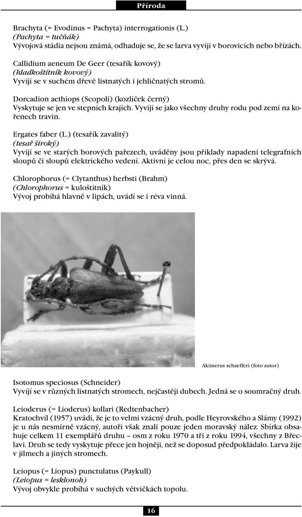Dorcadion aethiops (Scopoli) (kozlíček černý) Vyskytuje se jen ve stepních krajích. Vyvíjí se jako všechny druhy rodu pod zemí na kořenech travin. Ergates faber (L.