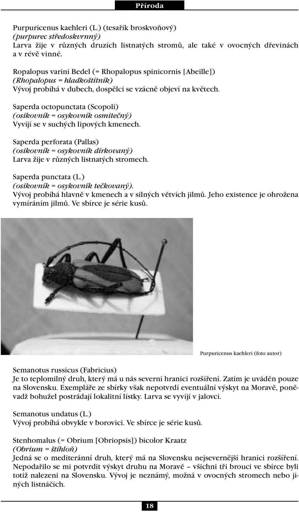 Saperda octopunctata (Scopoli) (osikovník = osykovník osmitečný) Vyvíjí se v suchých lipových kmenech.