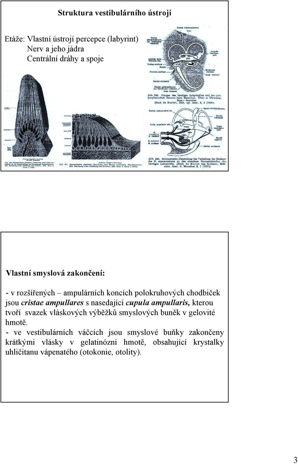 cupula ampullaris, kterou tvoří svazek vláskových výběžků smyslových buněk v gelovité hmotě.