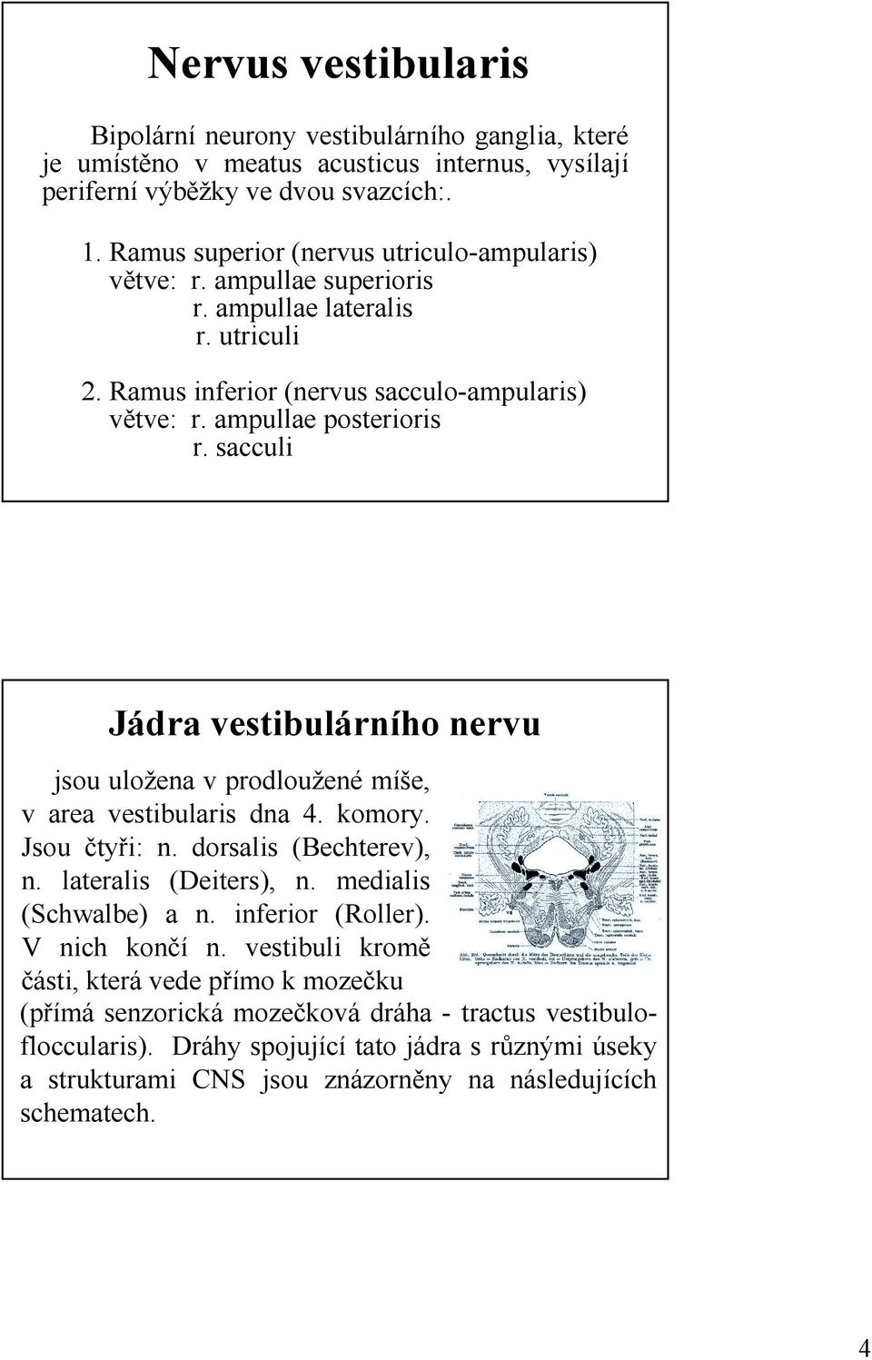 sacculi Jádra vestibulárního nervu jsou uložena v prodloužené míše, v area vestibularis dna 4. komory. Jsou čtyři: n. dorsalis (Bechterev), n. lateralis (Deiters), n. medialis (Schwalbe) a n.