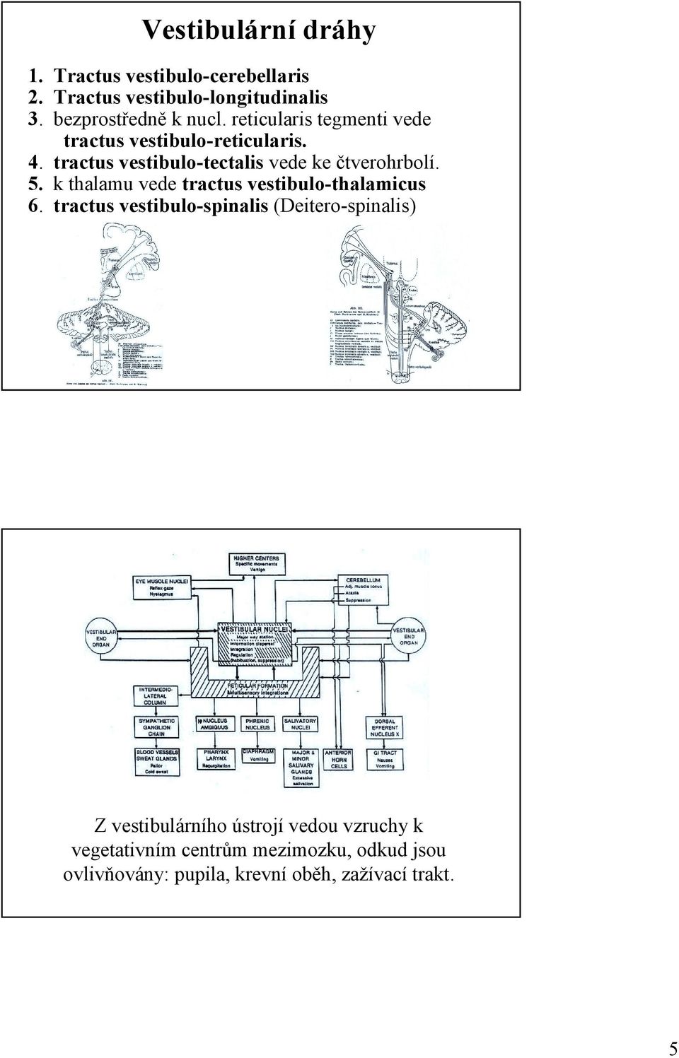 k thalamu vede tractus vestibulo-thalamicus 6.