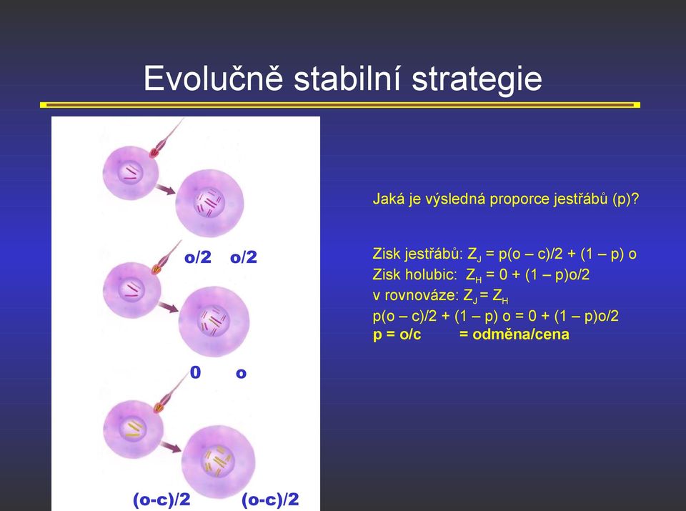 Zisk jestřábů: Z J = p(o c)/2 + (1 p) o Zisk holubic: Z H = 0 + (1