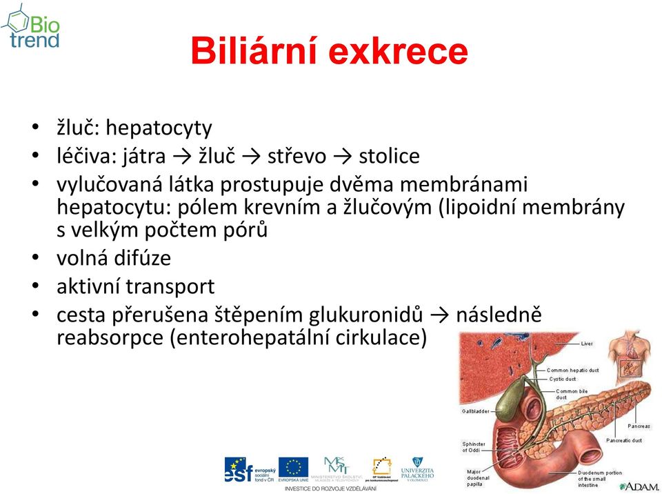 žlučovým (lipoidní membrány s velkým počtem pórů volná difúze aktivní