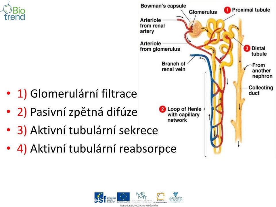 Aktivní tubulární sekrece