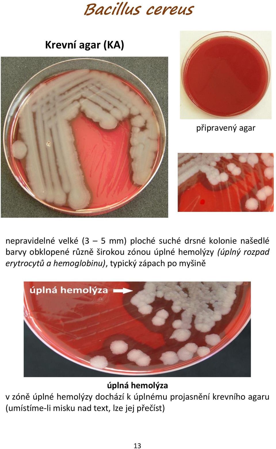 erytrocytů a hemoglobinu), typický zápach po myšině úplná hemolýza v zóně úplné
