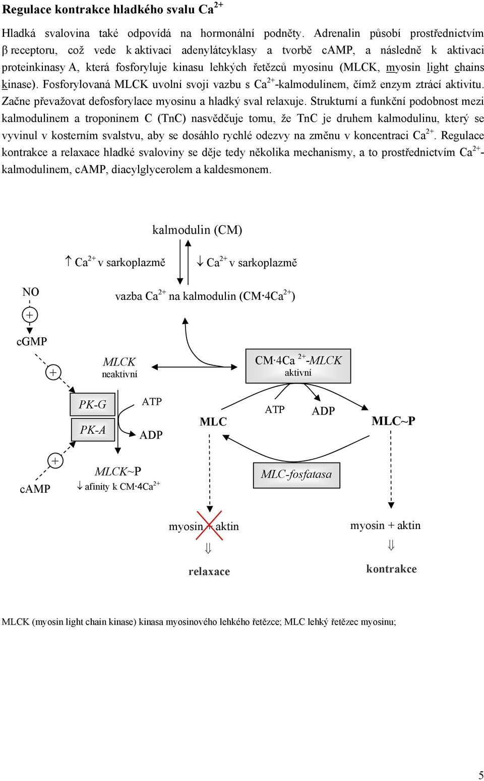 light chains kinase). Fosforylovaná MLCK uvolní svoji vazbu s Ca 2 -kalmodulinem, čímž enzym ztrácí aktivitu. Začne převažovat defosforylace myosinu a hladký sval relaxuje.