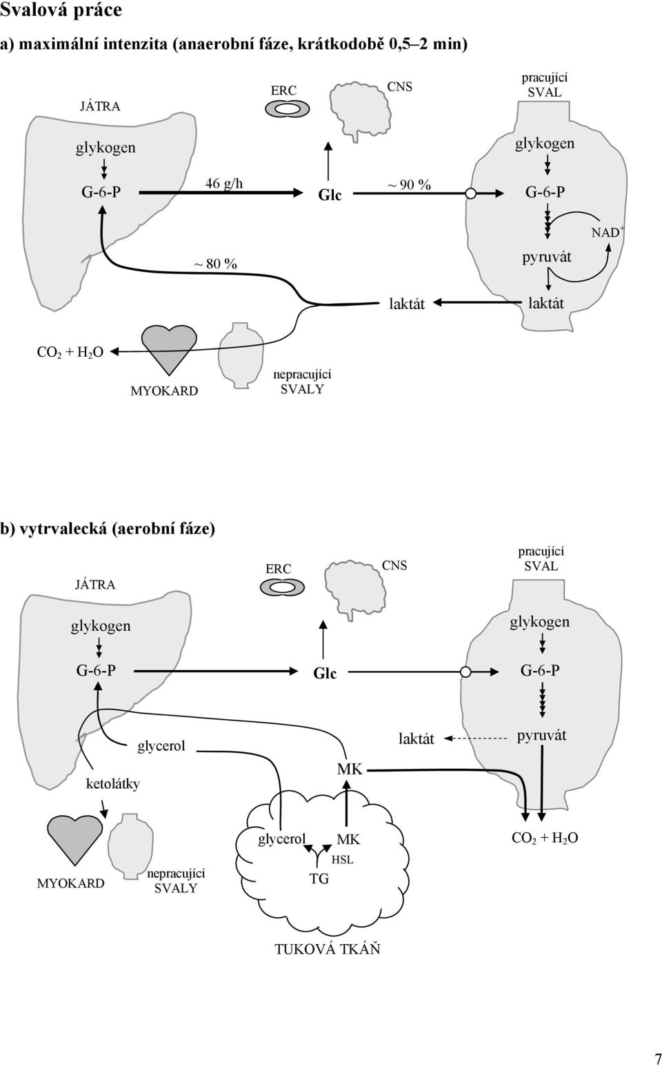 nepracující SVALY b) vytrvalecká (aerobní fáze) JÁTRA ERC CNS pracující SVAL glykogen glykogen G-6-P Glc