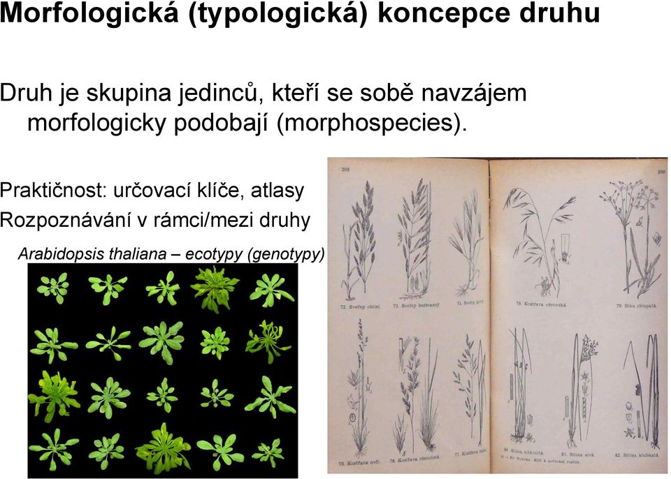 (morphospecies).