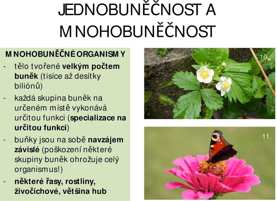 (specializace na určitou funkci) - buňky jsou na sobě navzájem závislé (poškození některé