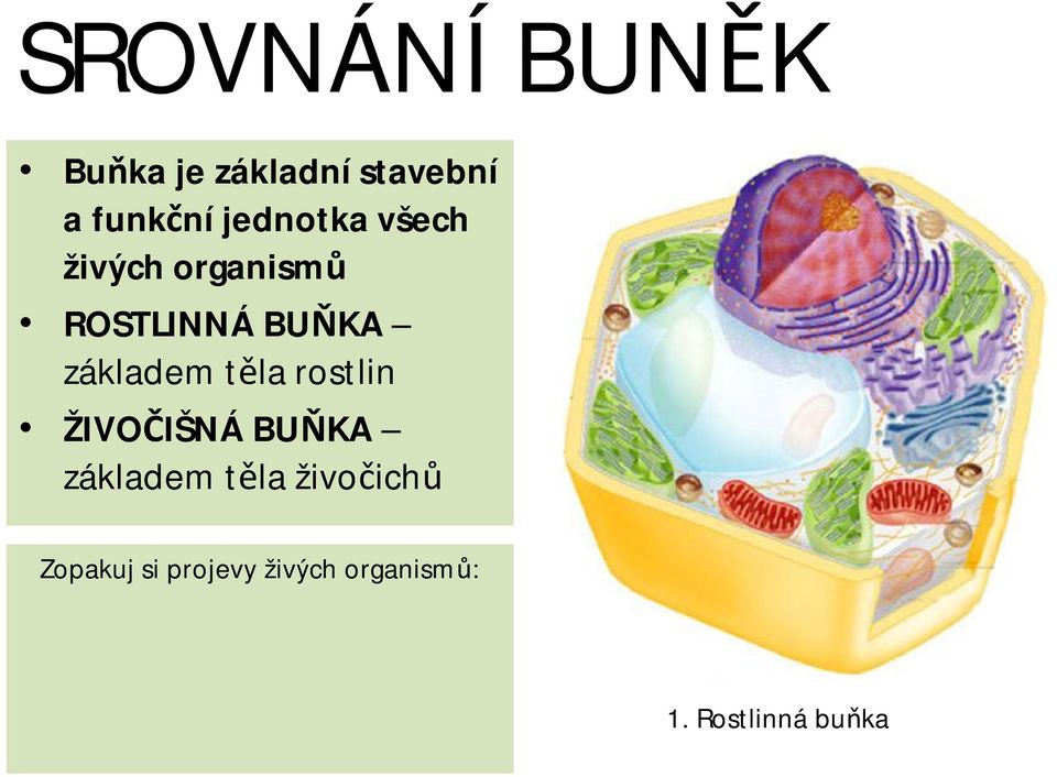 základem těla rostlin ŽIVOČIŠNÁ BUŇKA základem těla