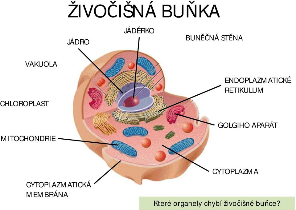 ENDOPLAZMATICKÉ RETIKULUM GOLGIHO APARÁT