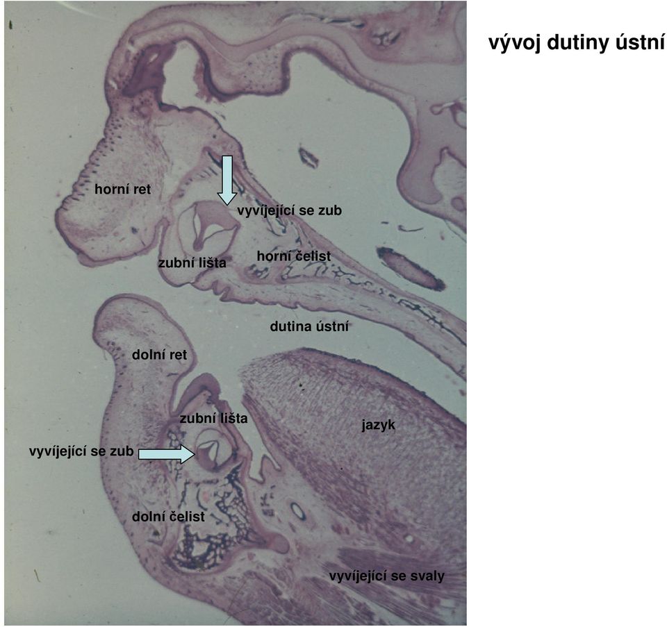 ústní dolní ret zubní lišta jazyk
