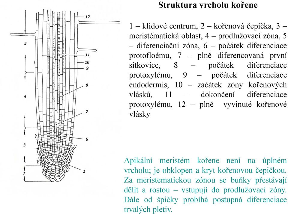 11 dokončení diferenciace protoxylému, 12 plně vyvinuté kořenové vlásky Apikální meristém kořene není na úplném vrcholu; je obklopen a kryt kořenovou
