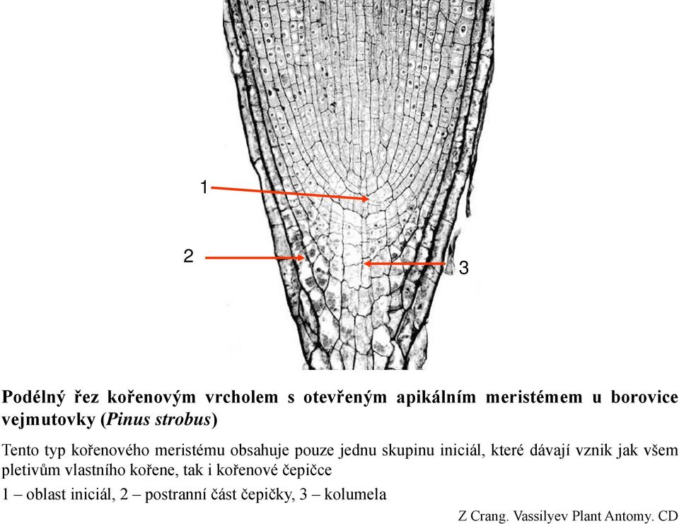 iniciál, které dávají vznik jak všem pletivům ltiů vlastního kořene, ř tki tak kořenovéř